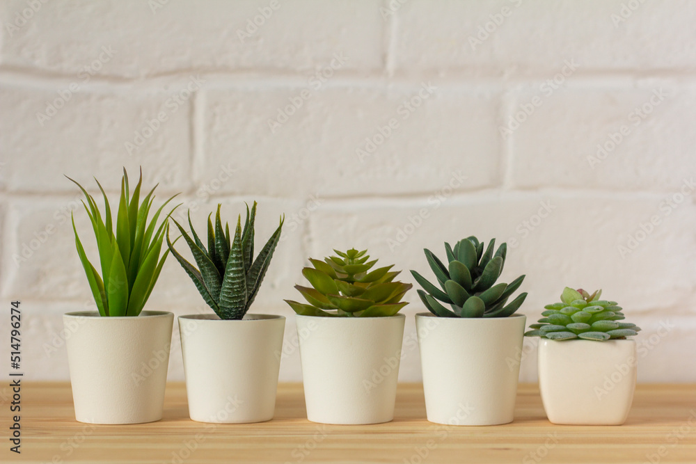 Indoor artificial plants, various succulents in pots. Succulents in white  mini-pots. Ideas for home decoration.Copy space . Stock Photo | Adobe Stock