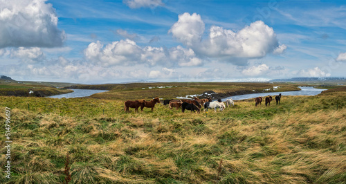 Icelandic horses herd graze on West Iceland, Vatnsnes peninsula. Only one breed of horse lives in Iceland. Beautiful and well-groomed Icelandic horses on a free pasture near river. photo