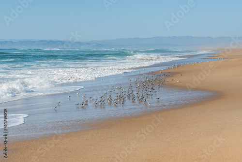 Flock of plover birds on the beach, beautiful Pacific ocean, mountains and clear blue sky on background, California