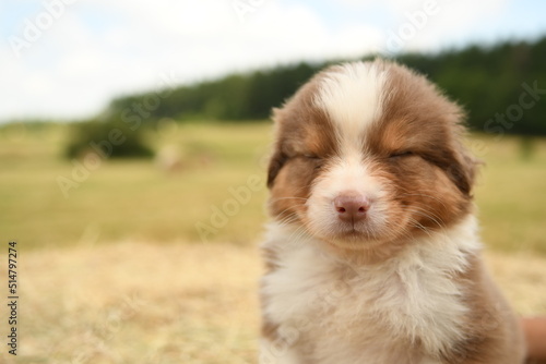 Fototapeta Naklejka Na Ścianę i Meble -  chiot de race berger australien 