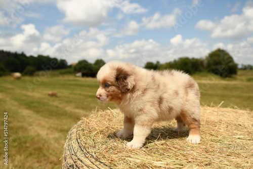 Petit chiot de race berger australien 