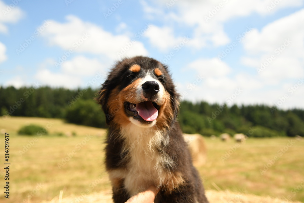 Un petit chiot de race berger australien Un petit chiot de race berger australien
