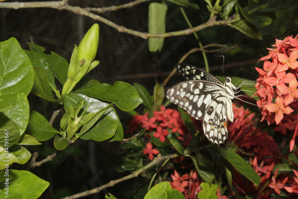 Swallowtail butterfly On Red flower Swallowtail butterfly On Red flower