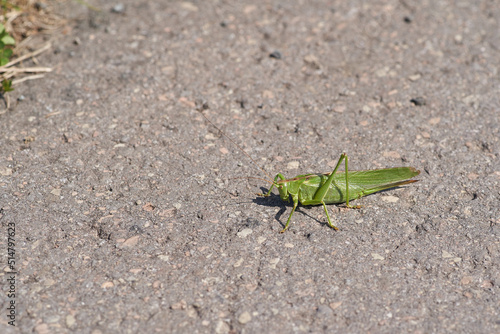 Tettigonia bush cricket on the street macro