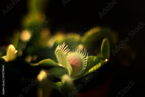 Carnivorous Venus Flytrap © Eliane Haykal