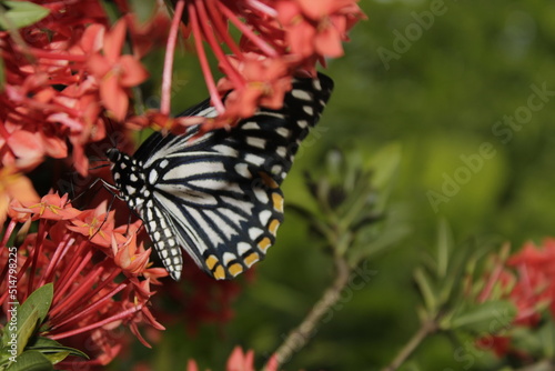 Swallowtail butterfly On Red flower