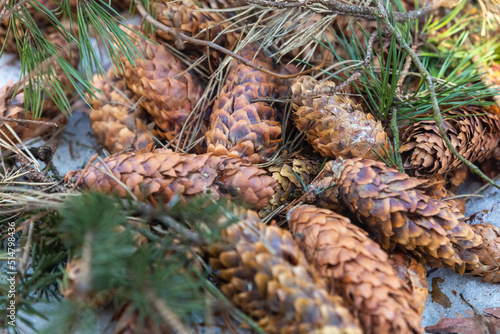 texture of pine cones close up, background natural close up blurred focus