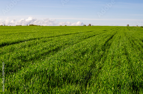 Green wheat field in spring. Farmers grow wheat in the countryside.