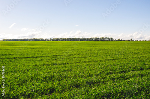 A young field of wheat illuminated by the rays of the rising sun.