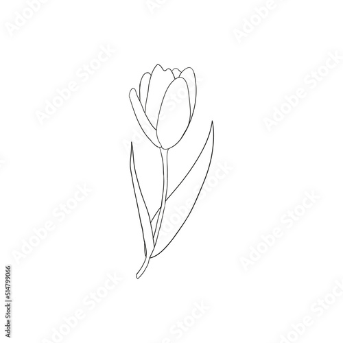 Hand drawn tulip flower.