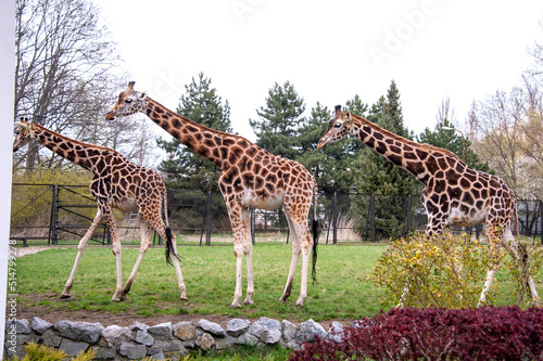 Giraffes in the Warsaw Zoo. Emotions and joy  feelings of closeness with wild nature