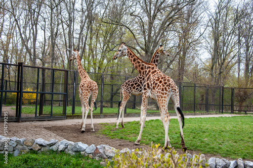 Giraffes in the Warsaw Zoo. Emotions and joy  feelings of closeness with wild nature