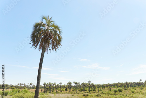 Butia yatay palm trees in El Palmar National Park  in Entre Rios  Argentina