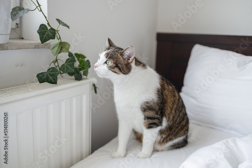 Cute grey white cat on white bed. Cozy home background, morning bedtime.
