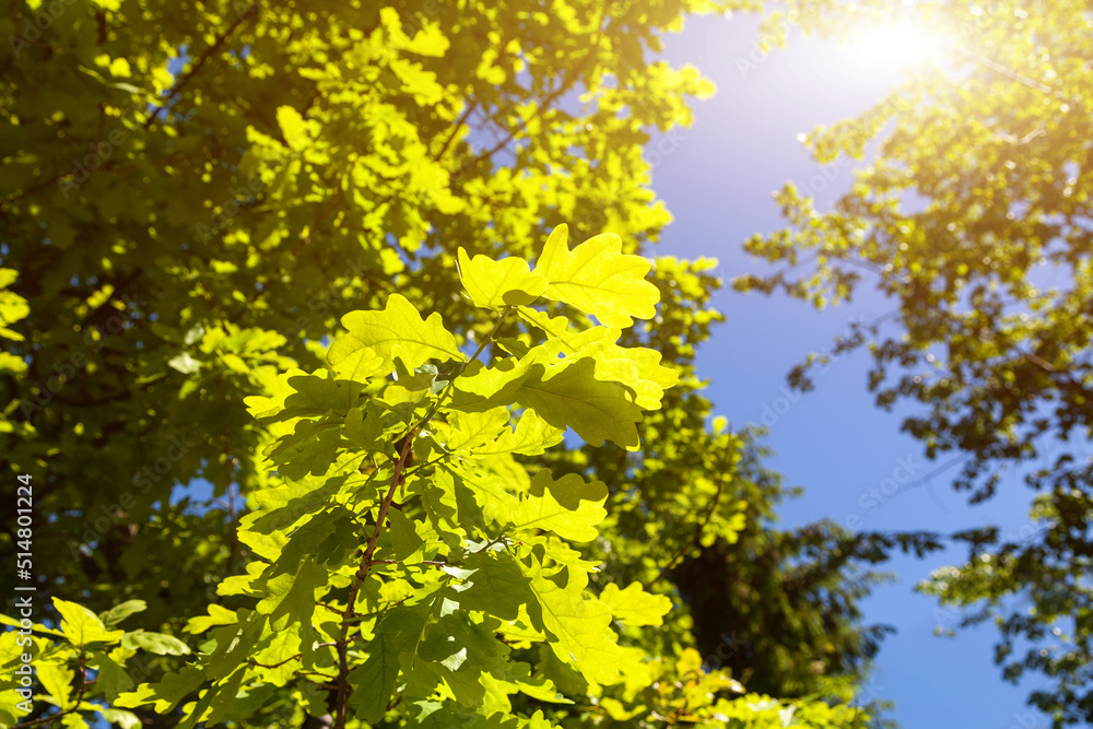 Beautiful glow of leaves against the background of the summer sun