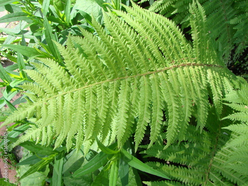 Perfect natural fern pattern. Beautiful background made with young green fern