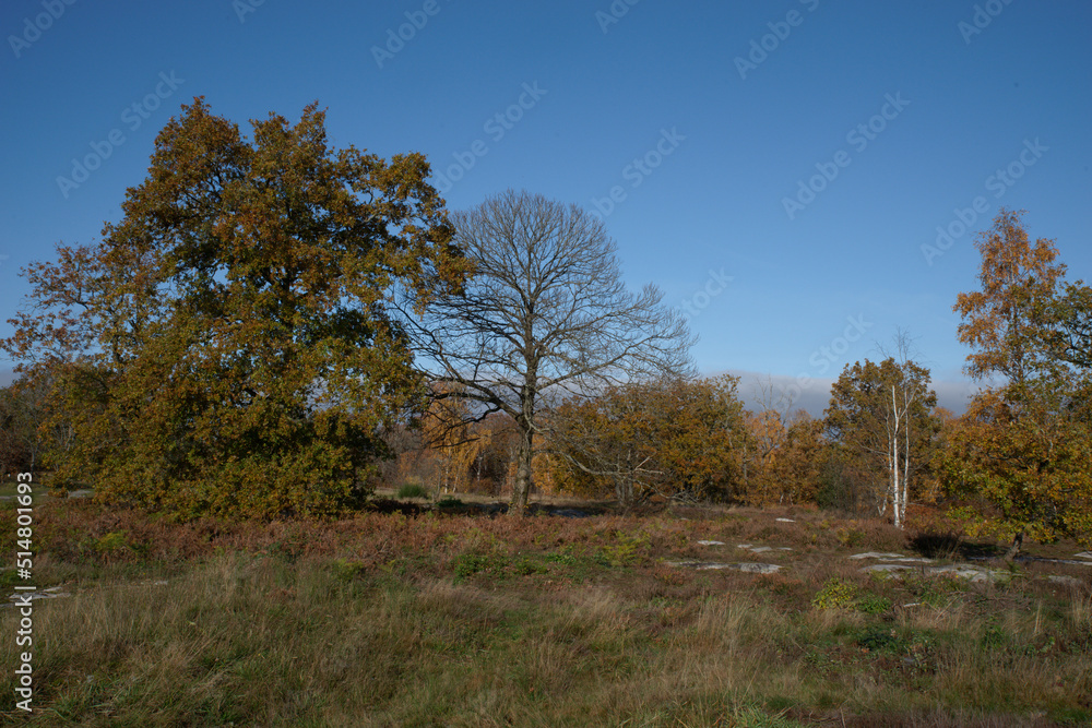 Platières de la forêt départementale des Grands Avaux en automne Platières de la forêt départementale des Grands Avaux en automne