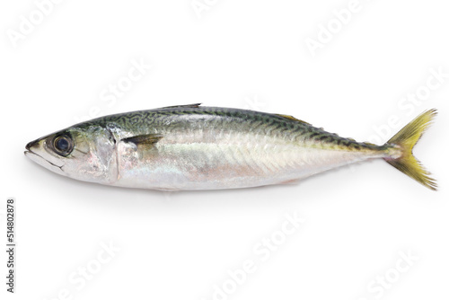 mackerel isolated on white background photo
