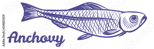 Anchovy engraving. Sea food sketch. Marine animal