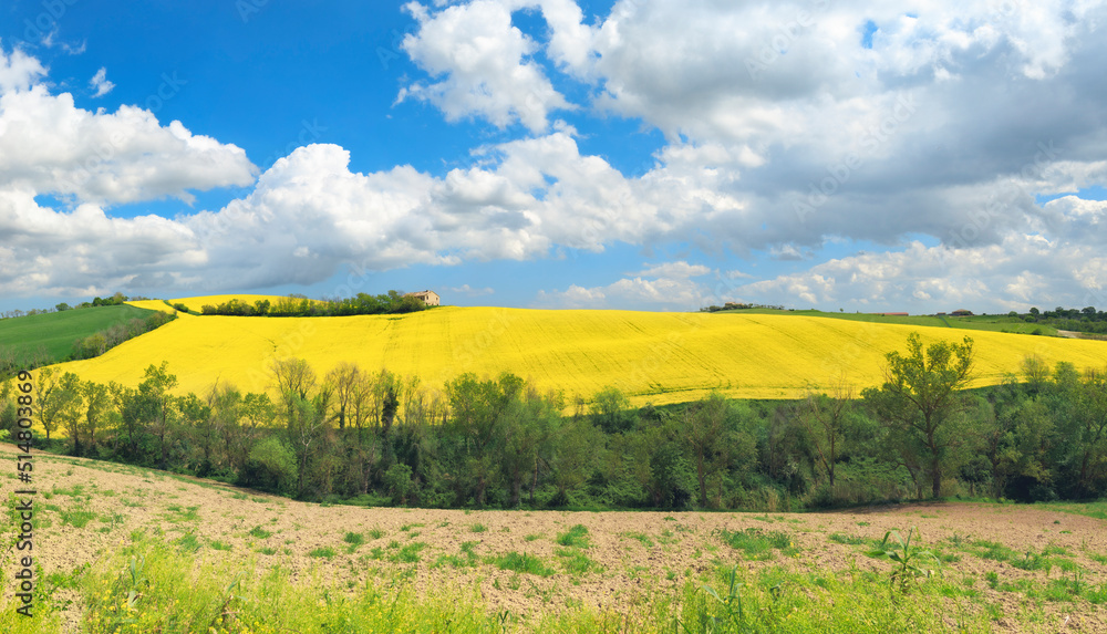 Beautiful countryside landscape, yellow field Beautiful countryside landscape, yellow field