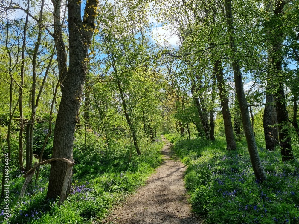 Obraz premium Hiking trail through the 