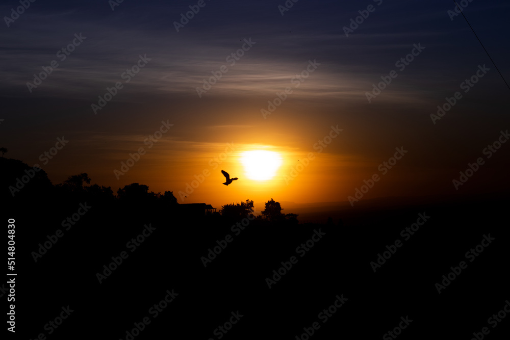 Amazing sunset with a bird