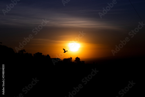 Amazing sunset with a bird