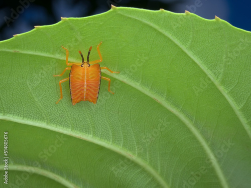 Green bug nymph under the leaf