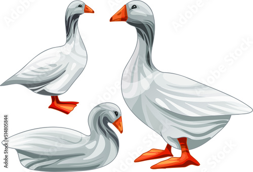 Set of hand drawn geese The breed of Steinbacher goose