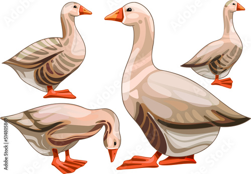Set of hand drawn geese The breed of Buff grey back goose