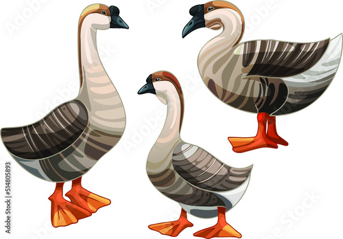 Set of hand drawn geese The breed of African Goose