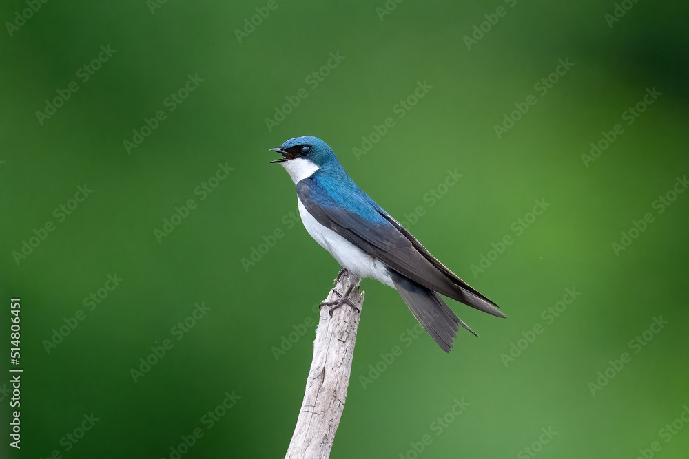 Tree swallow perched on a branch against a blue sky Tree swallow perched on a branch against a blue sky
