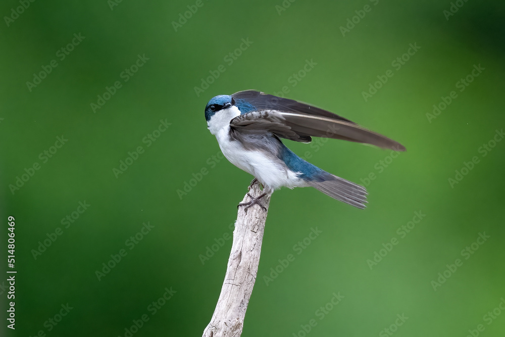 Tree swallow perched on a branch against a blue sky
