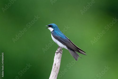Tree swallow perched on a branch against a blue sky © Glenn
