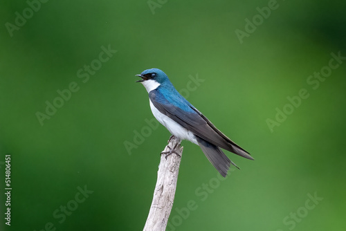 Tree swallow perched on a branch against a blue sky