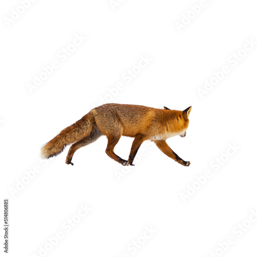 Red fox hunting isolated on white