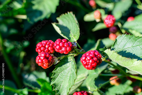 Many delicate small red fruits of blackberry bush in direct sunlight, in a garden in a sunny summer day, beautiful outdoor floral background photographed with soft focus.