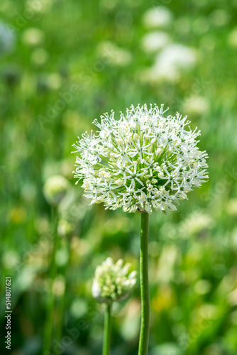 White allium flowers on the field close-up. Blooming decorative giant onions on the lawn in the park