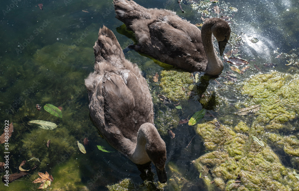 juvenile swans on a lake reflecting sunlight