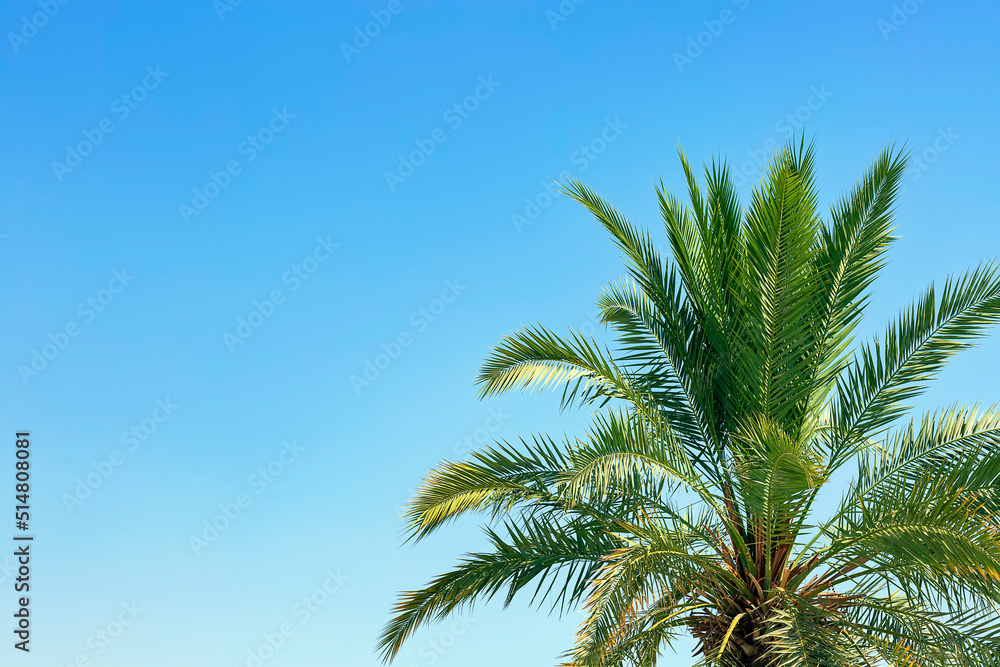 Palm leaves on the right side of the frame in the plain clear sky blue background with copy space, creative summer design, template. Frame from date palms trees branch with lush green leaves Palm leaves on the right side of the frame in the plain clear sky blue background with copy space, creative summer design, template. Frame from date palms trees branch with lush green leaves