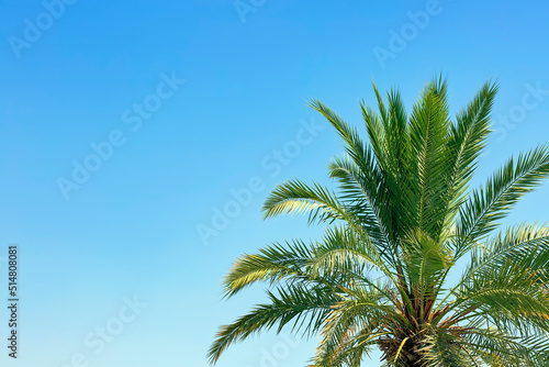 Palm leaves on the right side of the frame in the plain clear sky blue background with copy space  creative summer design  template. Frame from date palms trees branch with lush green leaves