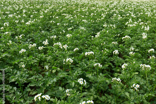 Flowering potato field. Potato sprouts on the bed of the farm, young potatoes, flowering ripening potatoes