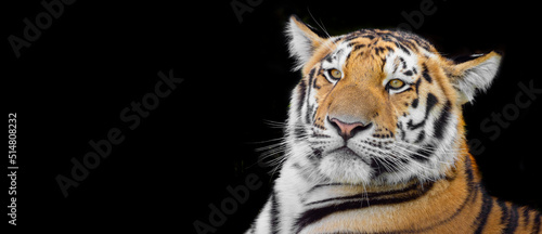 Front view of tiger isolated on black background