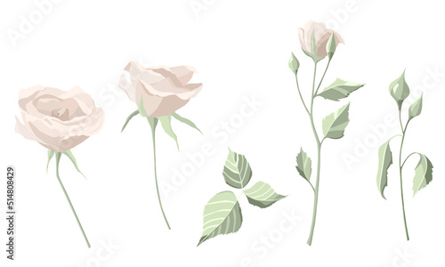 Vector flower set with rose and leaves