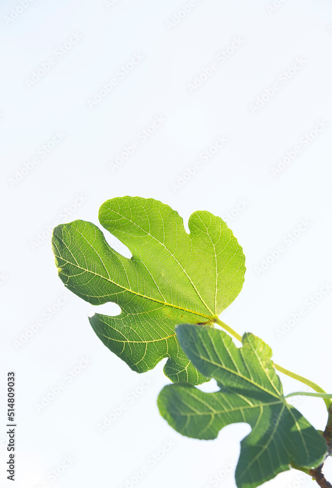 Obraz premium Green fig leaves on a white background