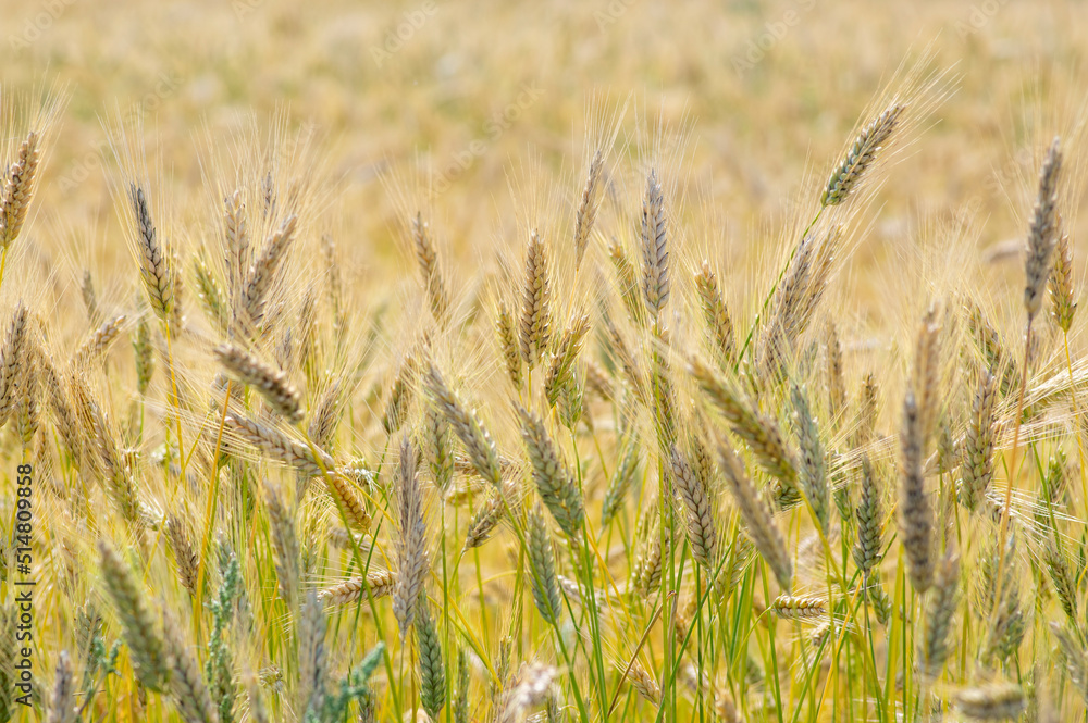 Fototapeta premium Hordeum vulgare barley tall stem and seeds in golden yellow color before harvesting on the field, ripening agricultural cereal