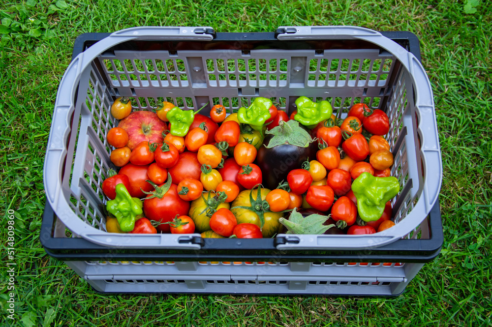 Rectangular Fruit Plastic rectangular shape basket with fresh harvest fruits, group of ...