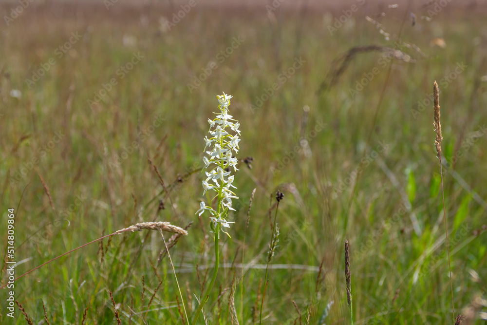 Platanthera bifolia white wild lesser butterfly-orchid flowers in bloom, beautiful meadow flowering orchids plants Platanthera bifolia white wild lesser butterfly-orchid flowers in bloom, beautiful meadow flowering orchids plants