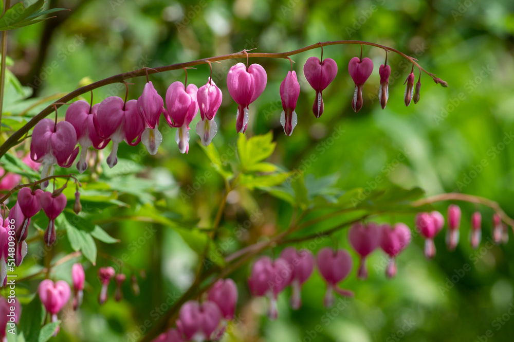 Dicentra spectabilis bleeding heart flowers in hearts shapes in bloom, beautiful Lamprocapnos pink white flowering plant Dicentra spectabilis bleeding heart flowers in hearts shapes in bloom, beautiful Lamprocapnos pink white flowering plant