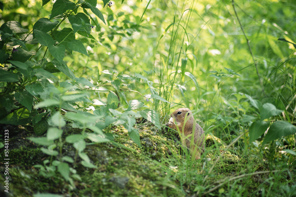 a beautiful photo of a cute little ground squirrel sitting among the foliage and tall grass in the forest